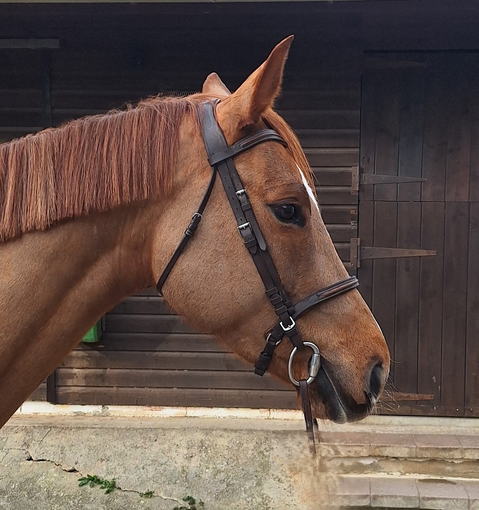 horse